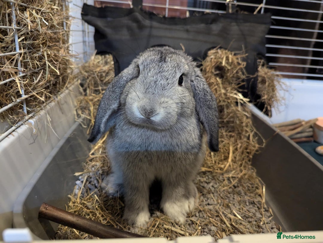 Mini Lop rabbits for sale: Adorable Mini-Lop-Cross - Image 6