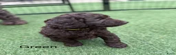 Cockapoo dogs for sale:  Absolutely stunning  F1b chocolate cockapoos  in Peterborough - Advert 8