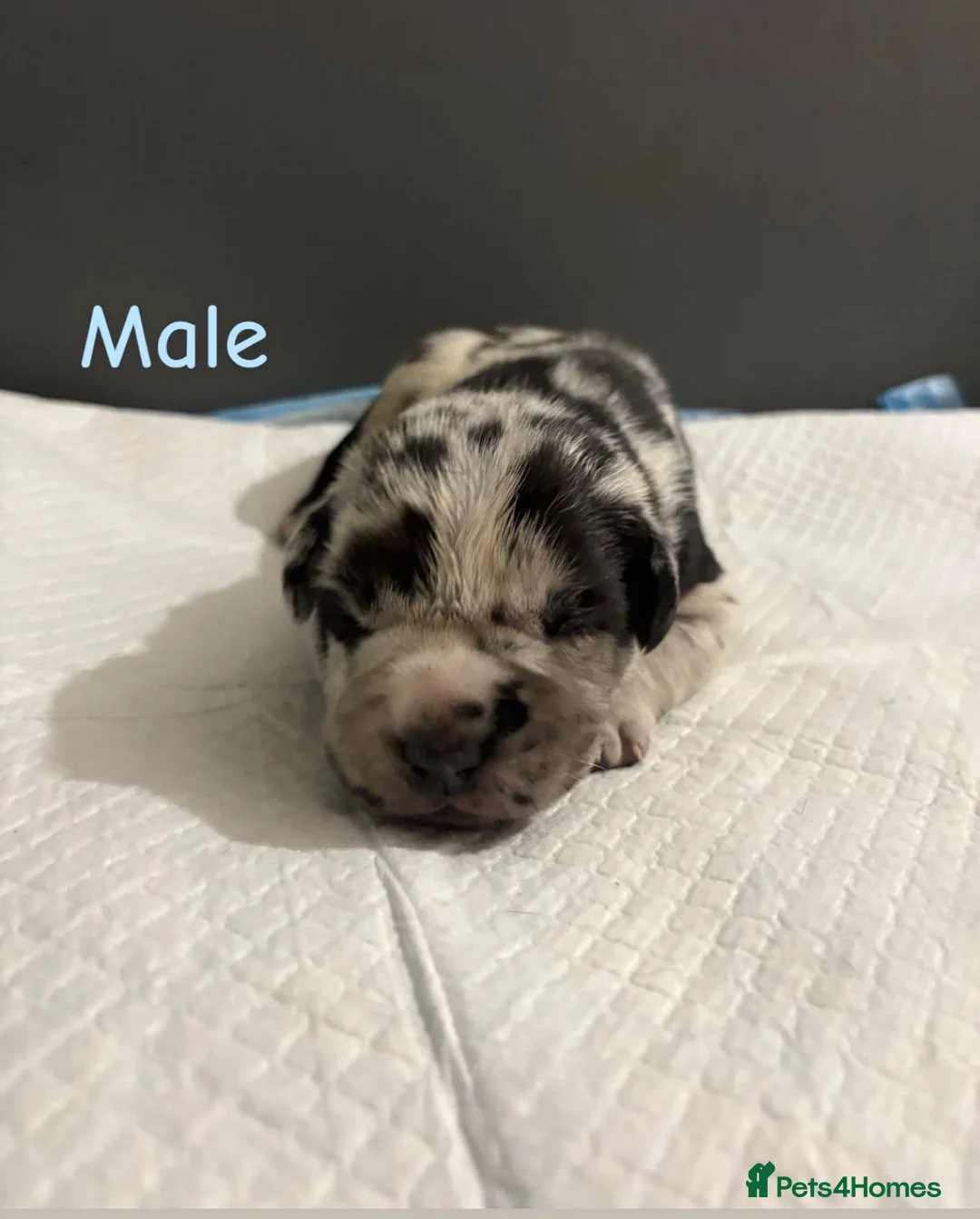 Mixed Breed dogs for sale: Stunning litter of 7 Presa Canario X Bandog - Advert 9