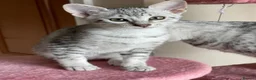 Egyptian Mau cats for sale: GCCF registered pedigree Egyptian Mau kittens - Advert 7