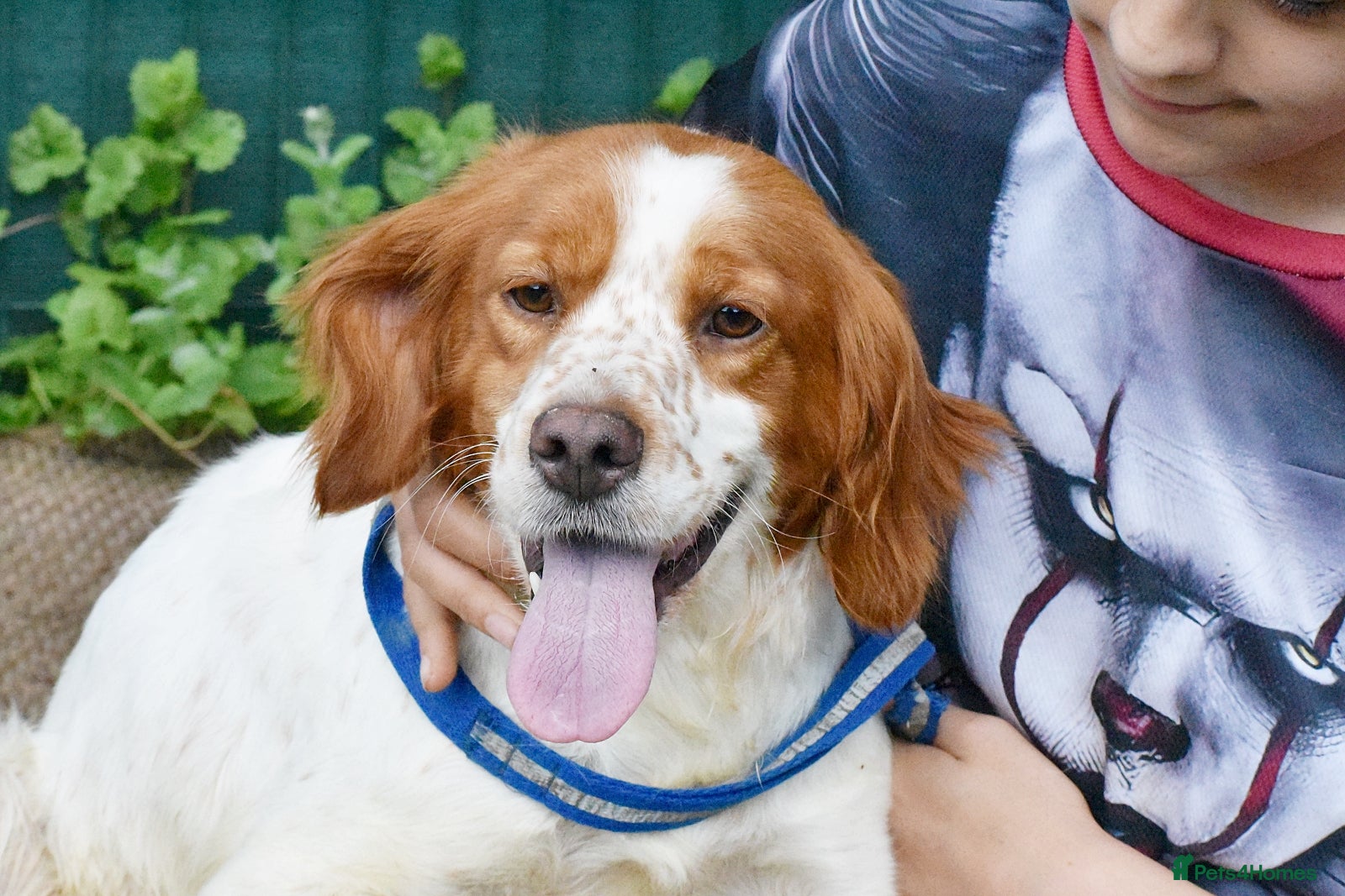 Brittany Spaniel dogs for adoption: Xara  in Consett - Advert 2