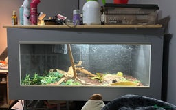 Python Snake reptiles for sale: Royal python for sale  - Image 2