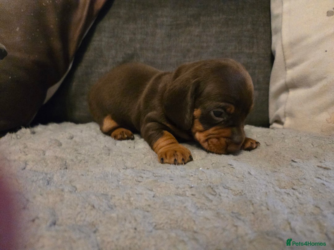 Miniature Dachshund dogs for sale: Miniature Dachshund Puppies - Advert 20