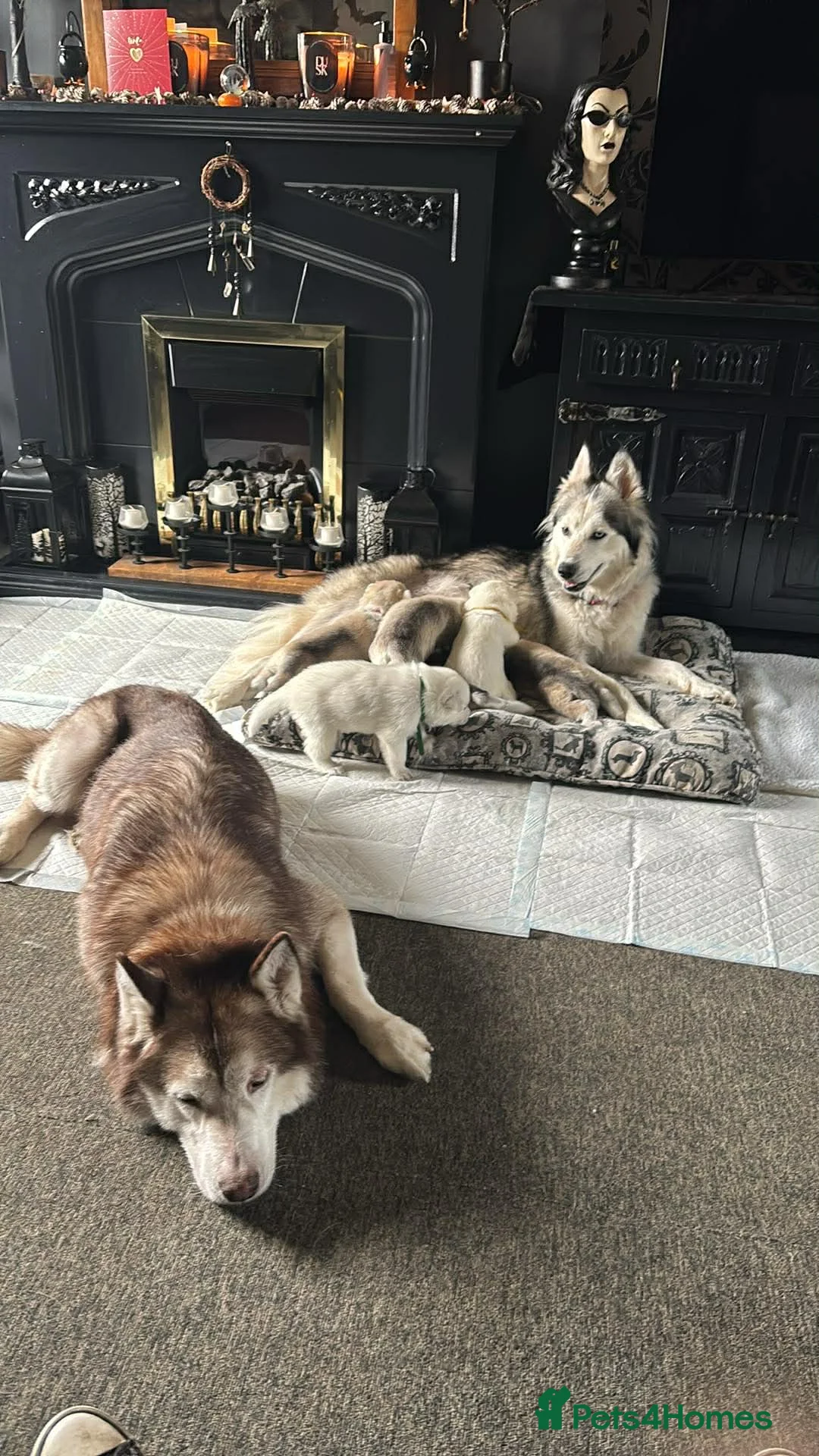 Siberian Husky dogs for sale: Husky puppies for sale - Advert 18