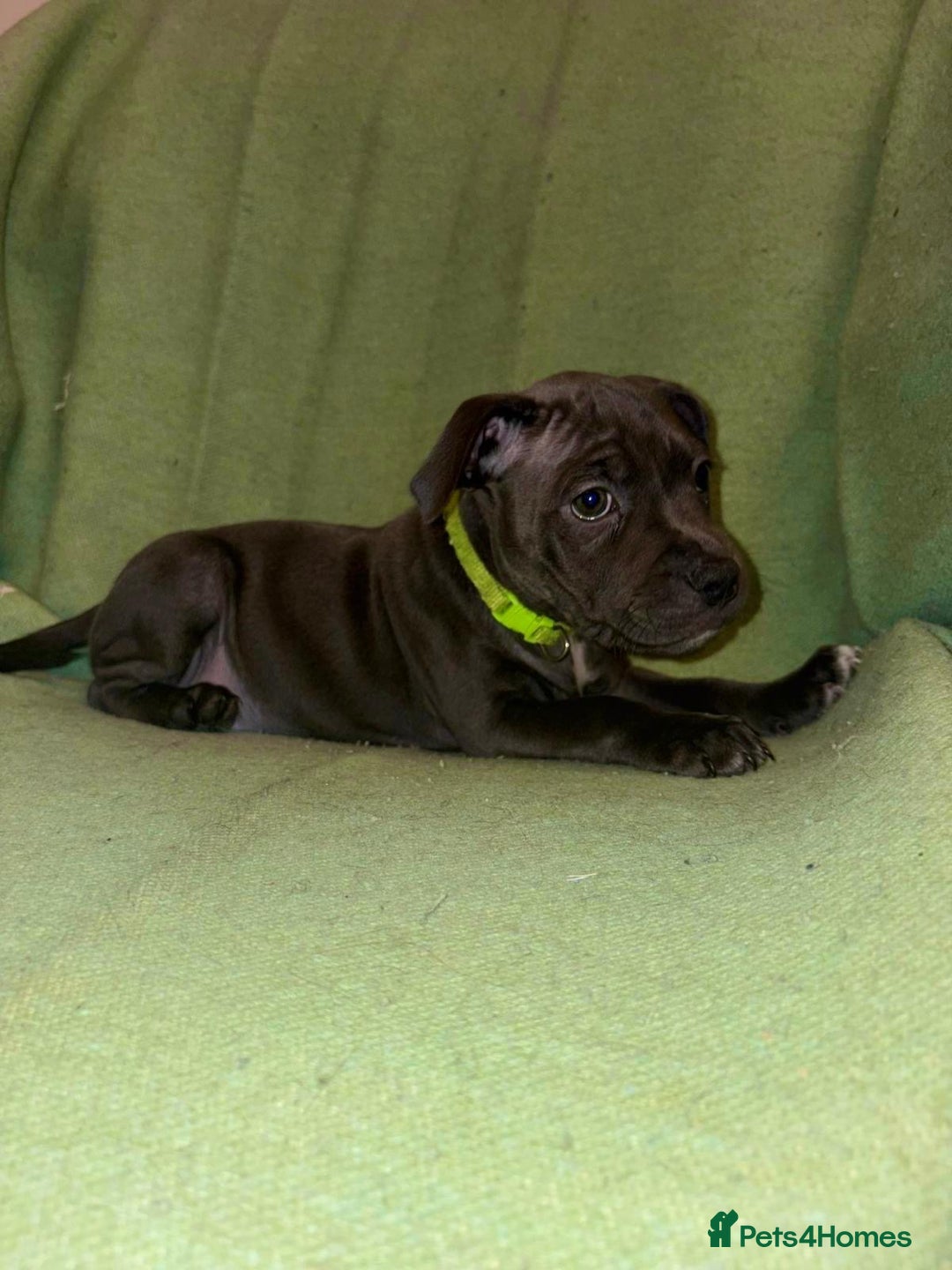 Staffordshire Bull Terrier dogs for sale: Blue Staffies - Image 5