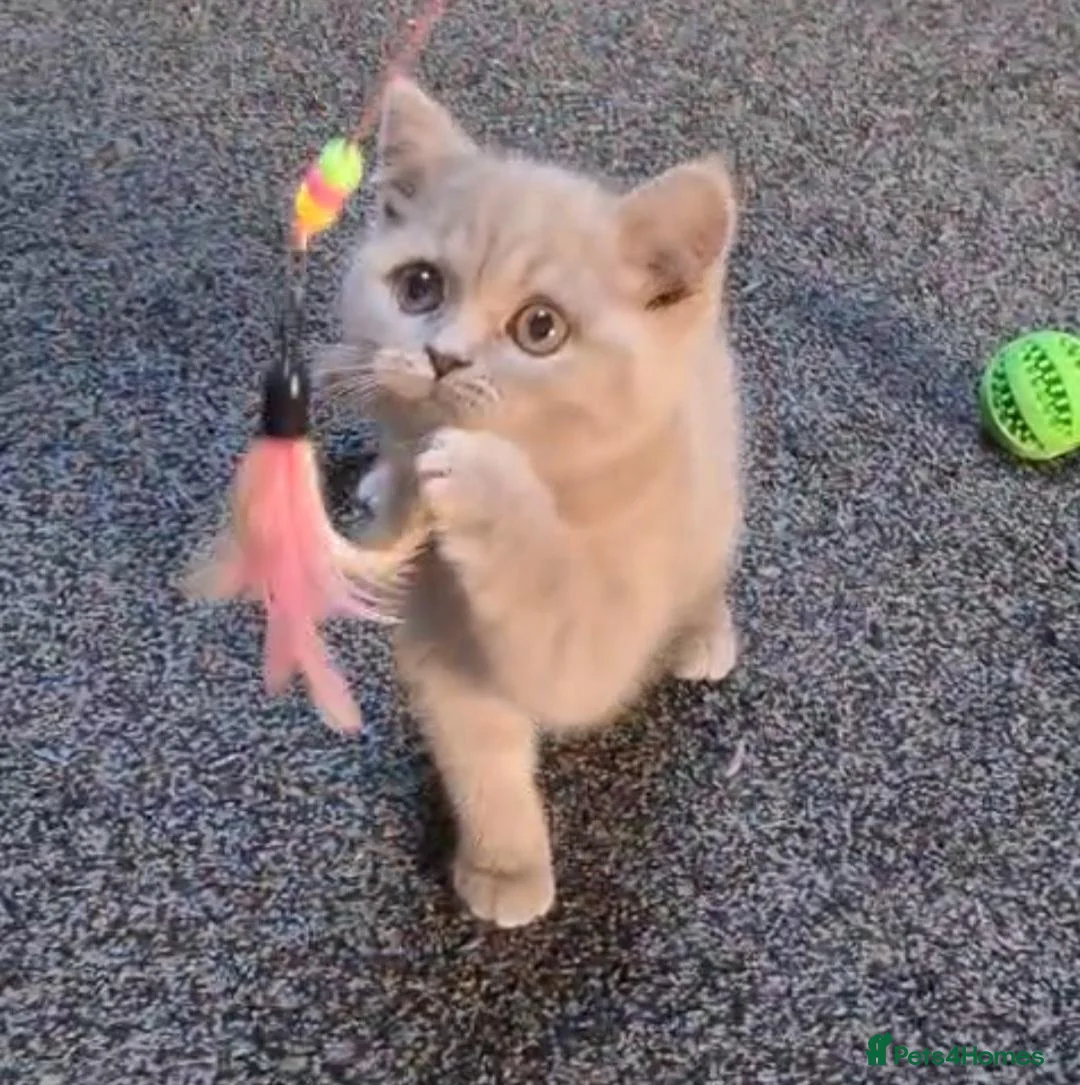 British Shorthair cats for sale: *LAST ONE* Female British Shorthair Kitten! - Advert 2