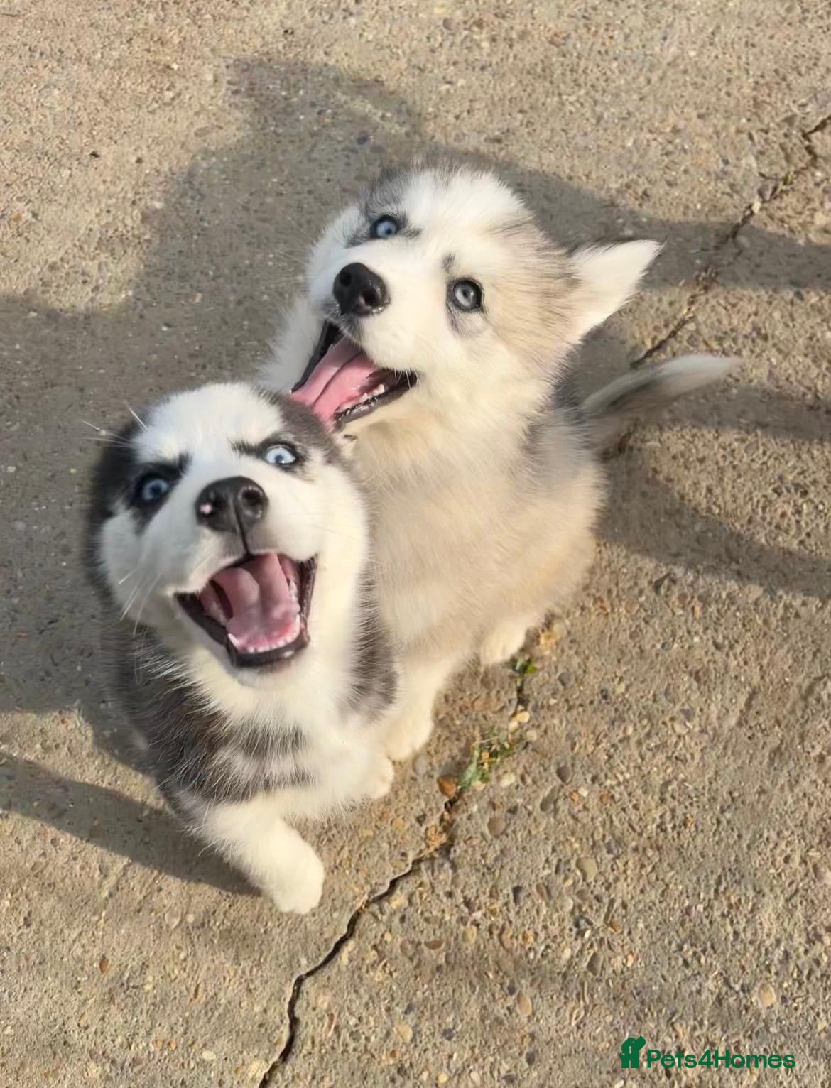 Siberian Husky dogs for sale: Stunning husky puppies  in Boston - Advert 1