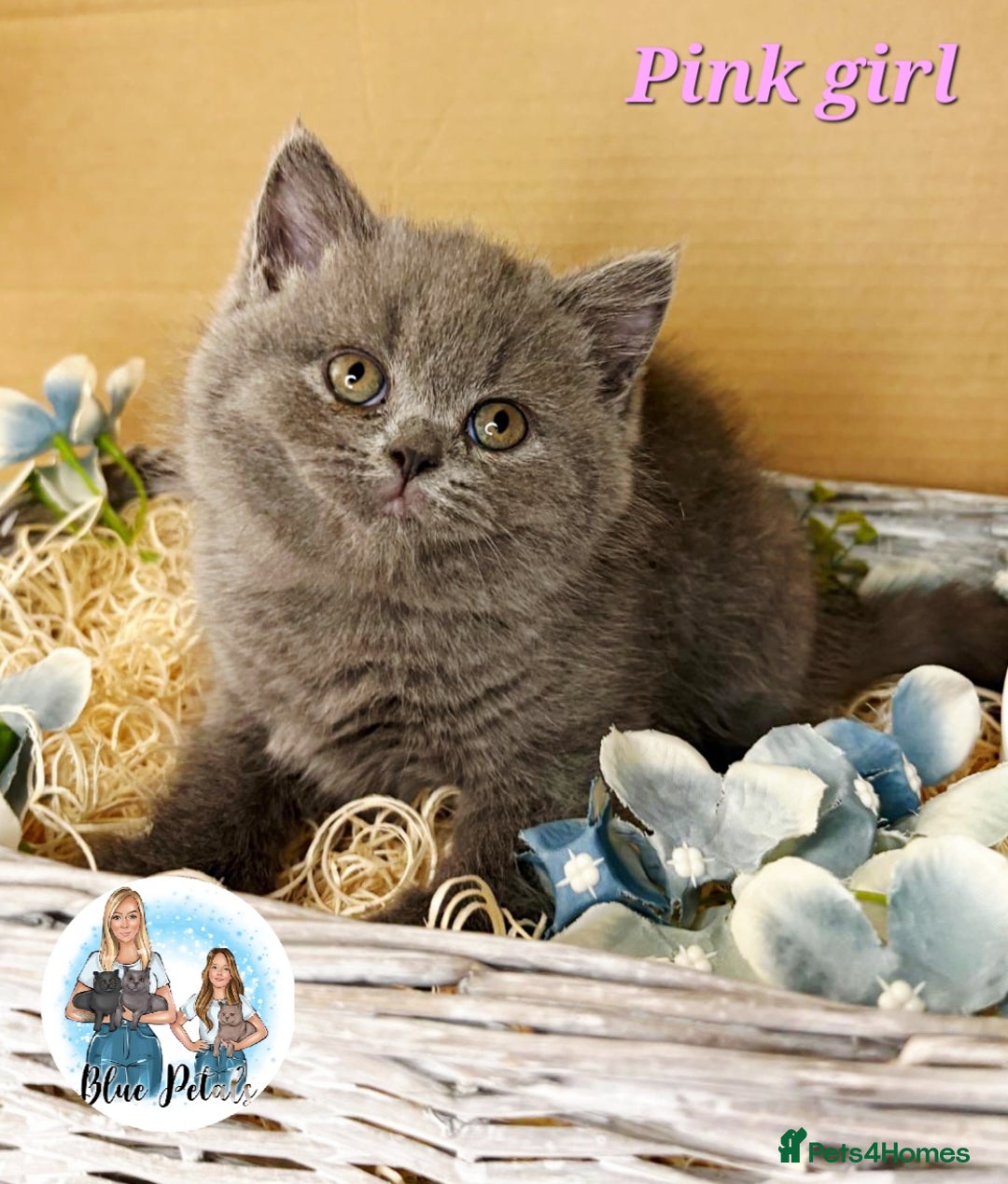 British Shorthair cats for sale: 4 beautiful British short hairs available  - Advert 34