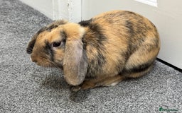 Mini Lop rabbits for sale: Young Male Rabbit/ Complete Starter Kit – Friendly - Image 10
