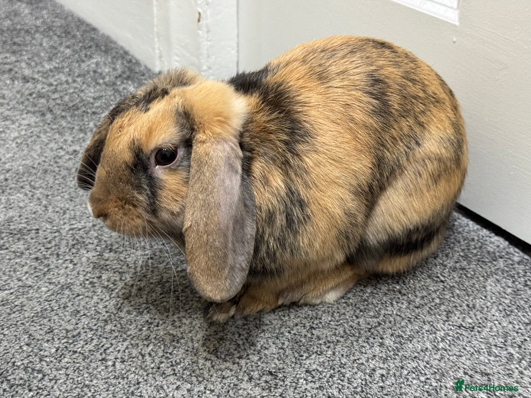 Mini Lop rabbits for sale: Young Male Rabbit/ Complete Starter Kit – Friendly - Image 10