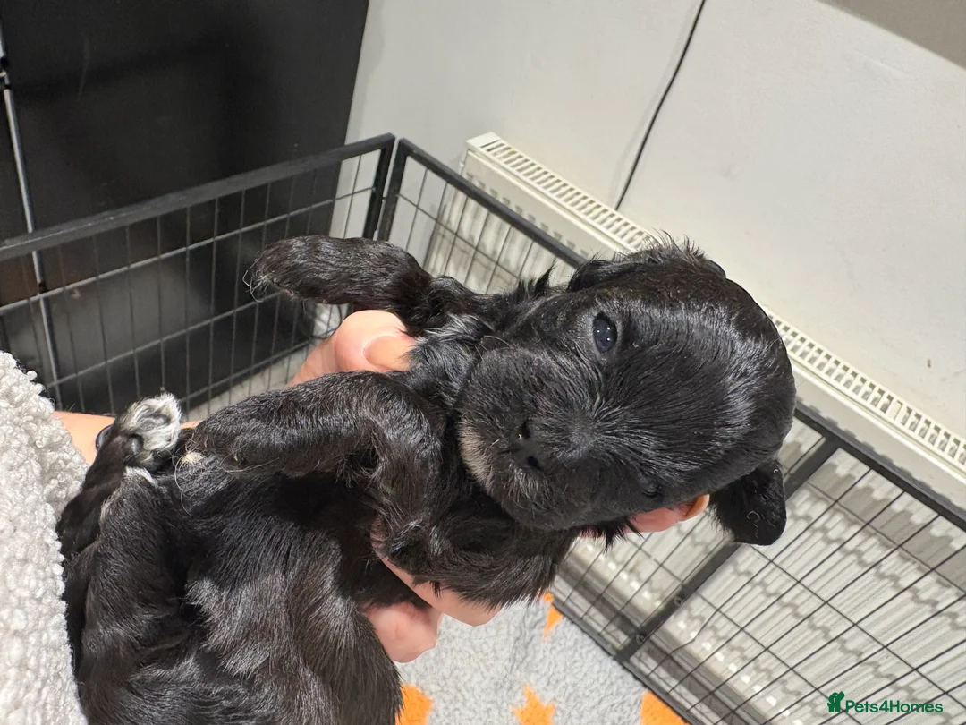 Shihpoo dogs for sale: Shihpoo f1 puppies  🩷🩷 - Advert 21