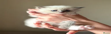 Pearl 