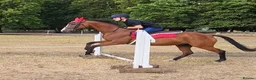 English Thoroughbred horses for sale: 15.1 bay mare tb  - Advert 6