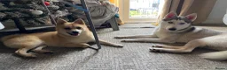 Pomsky dogs for sale: 3 Adorable Pomsky Puppies  - Advert 8