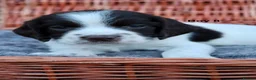 English Springer Spaniel dogs for sale: 1 boy left. Heath Tested Springer Spaniel Pups - Advert 17