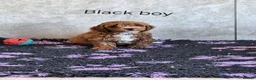 Cavapoochon dogs for sale: 🥰 Cavapoochons 🥰 - Advert 16