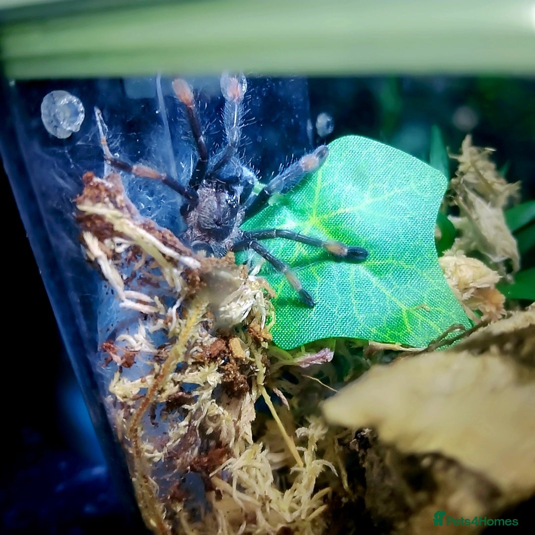 Spiders invertebrates for sale: Trantula collection crested geckos  - Image 24
