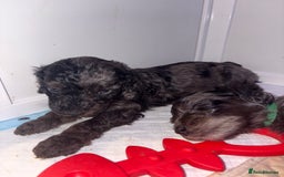 Cockapoo dogs for sale: F1bb mini cockapoo puppies  - Image 26