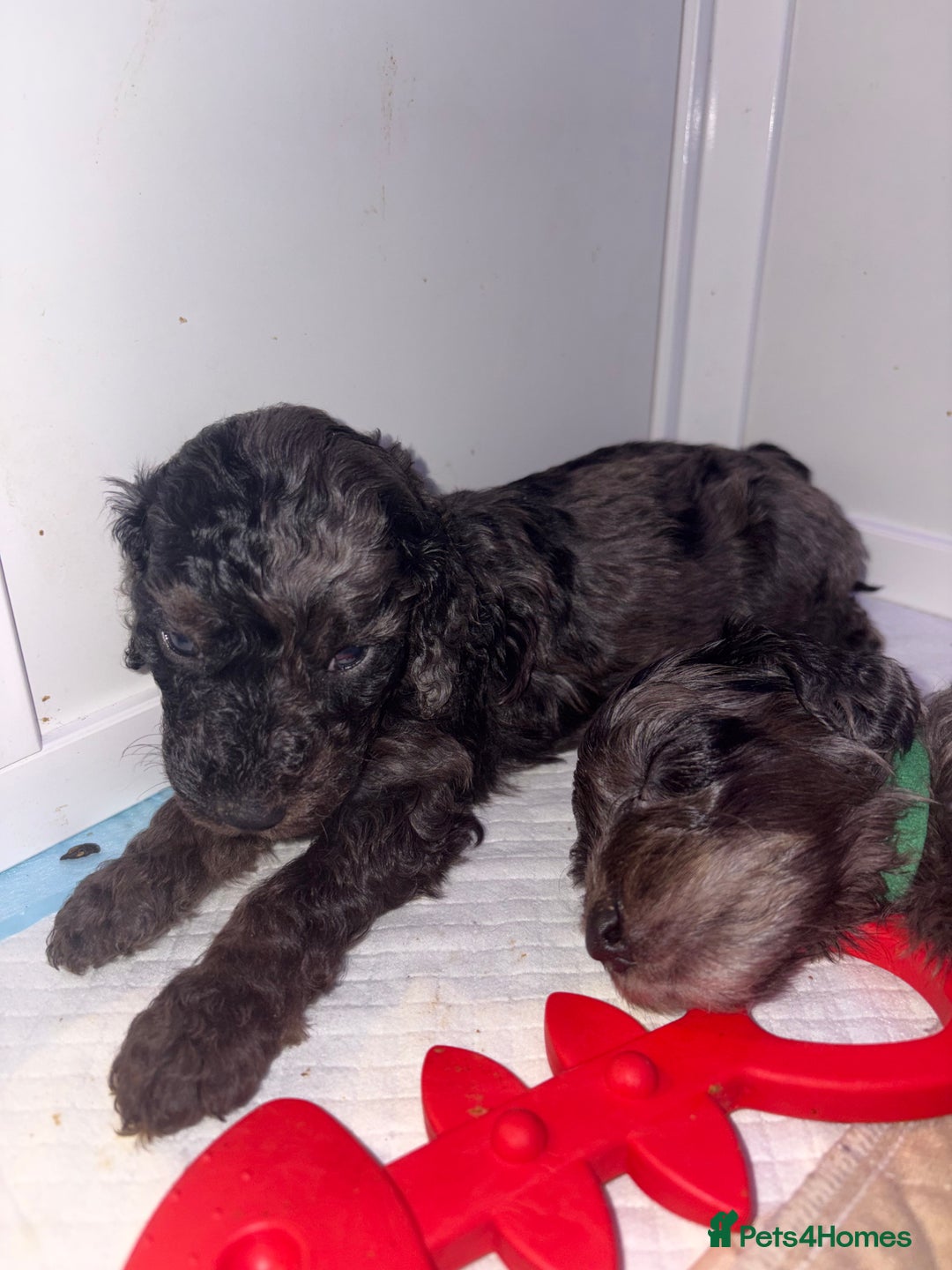 Cockapoo dogs for sale: F1bb mini cockapoo puppies  - Image 26