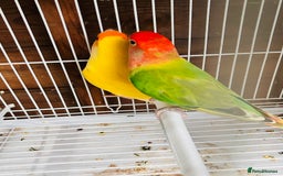 Lovebirds birds for sale: Beautiful breeding pair of lovebirds  - Image 6