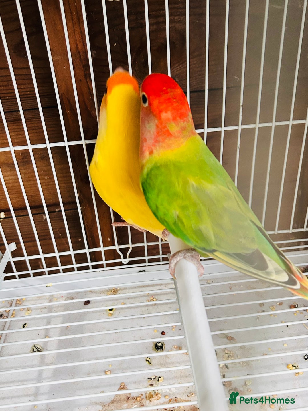 Lovebirds birds for sale: Beautiful breeding pair of lovebirds  - Image 6