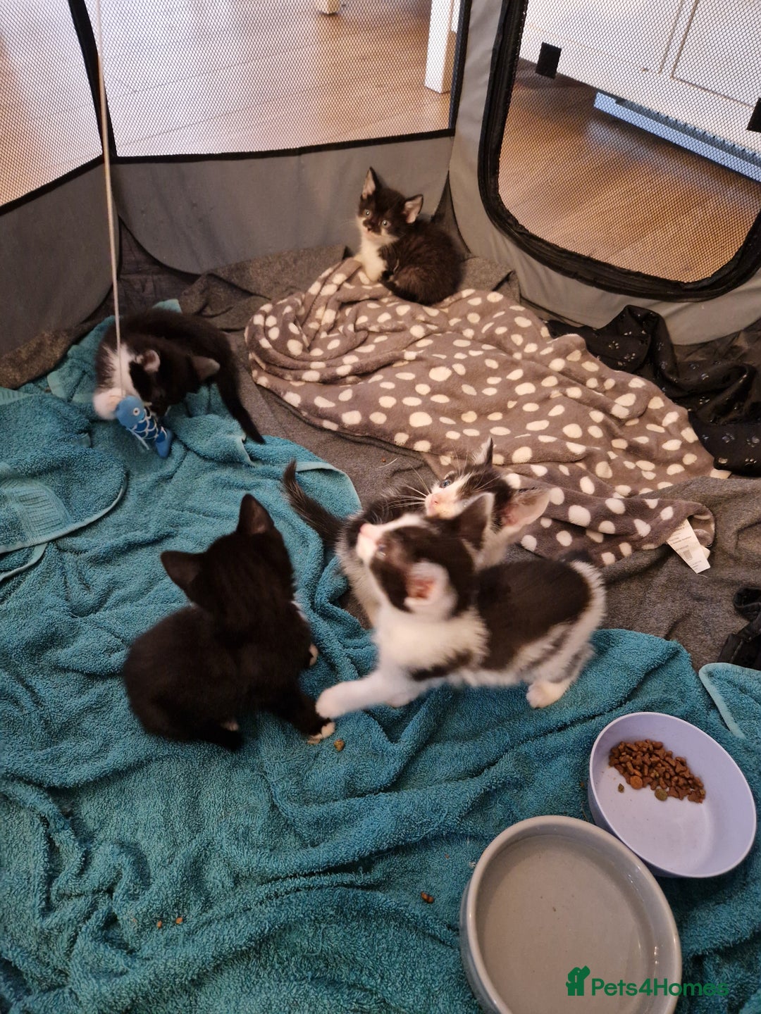 Mixed Breed cats for sale: £50 for a pair READY NOW 8 week old kittens - Image 18