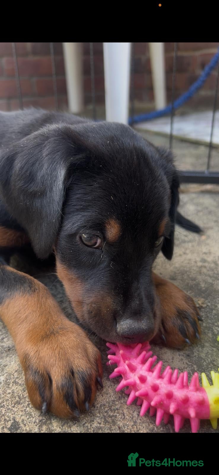Dobermann dogs ❤️ Exceptional Family-Raised Doberman Puppies ❤️ - Advert 1