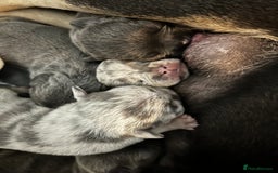 French Bulldog dogs for sale: Chunky frenchie puppies  - Image 4