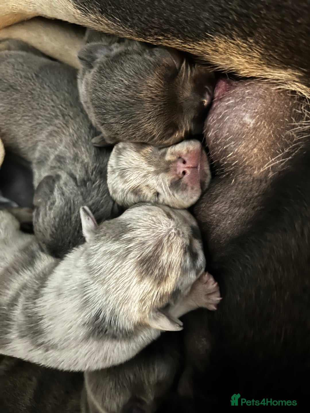 French Bulldog dogs for sale: Chunky frenchie puppies  - Image 4
