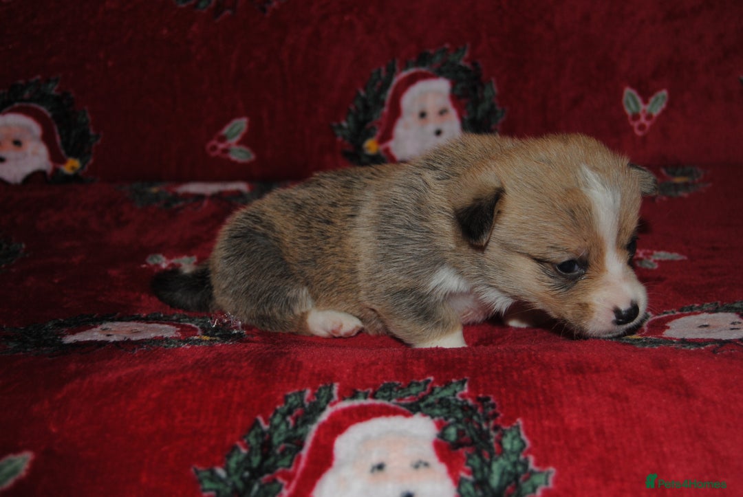 Welsh Corgi Pembroke dogs for sale: Welsh Pembroke Corgi Puppies - Girls Available - Advert 10