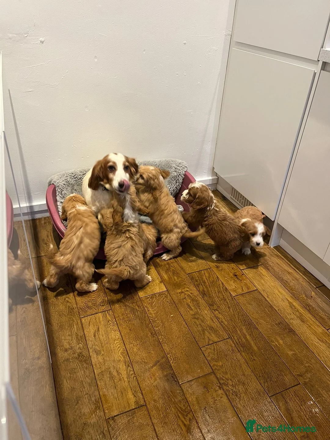 Cockapoo dogs for sale: F1 cockepoo  - Advert 1