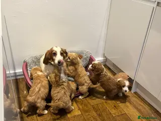 Cockapoo dogs F1 cockepoo - Advert 3