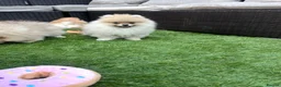 Pomeranian dogs for sale: 🔥Outstanding 🐻Teddy Bear 🏆 - Advert 3