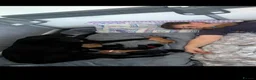 Labrador Retriever dogs for sale: Labrador puppies  in Weymouth - Advert 17