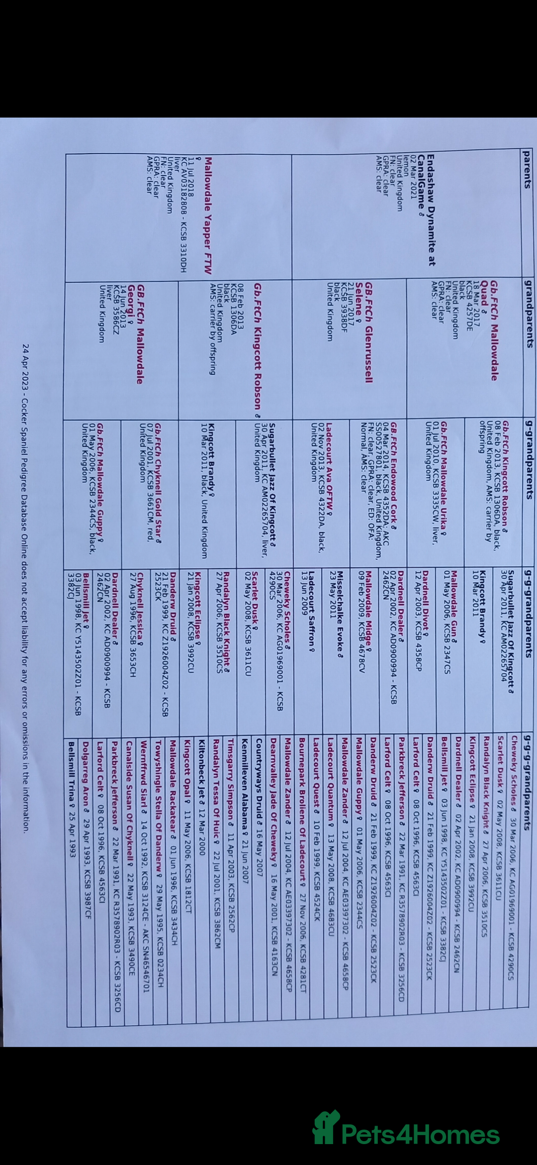 Cocker Spaniel dogs for stud: FTW Cocker At Stud  - Image 3