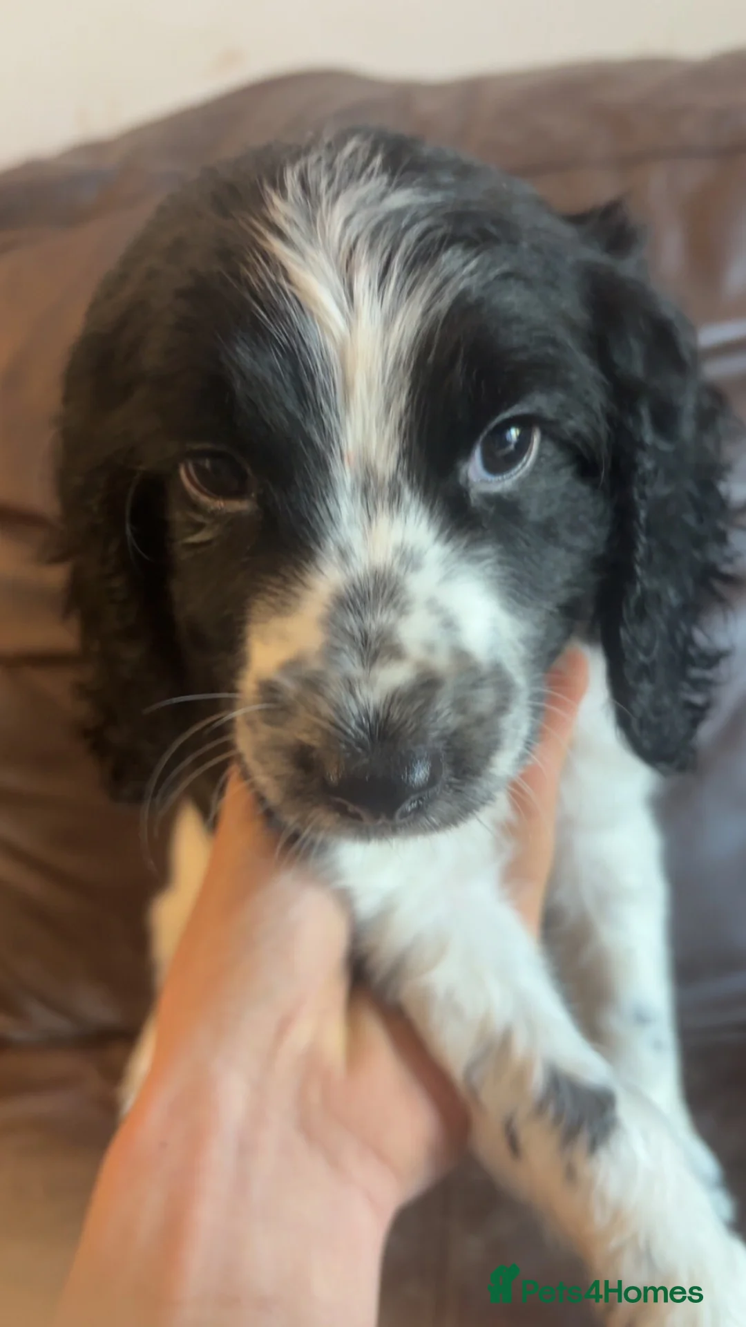 Mixed Breed dogs for sale: cocker mixed breed  in Atherstone - Advert 4