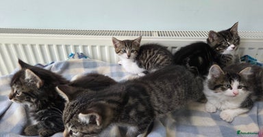 Mixed Breed cats - Advert 3