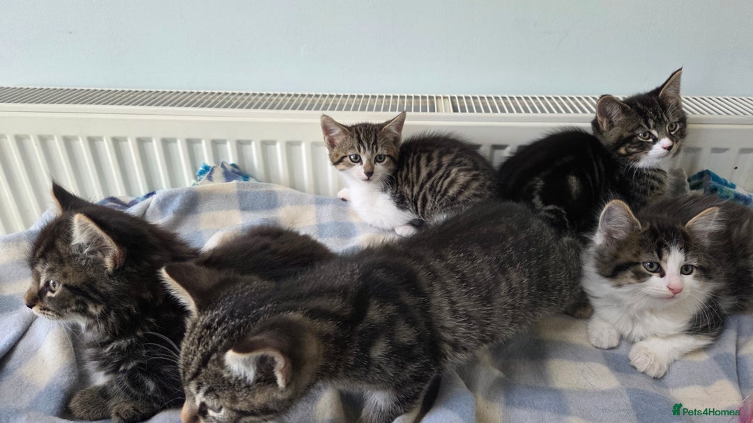 Mixed Breed cats for sale: Mixed Breed Kittens - Image 3