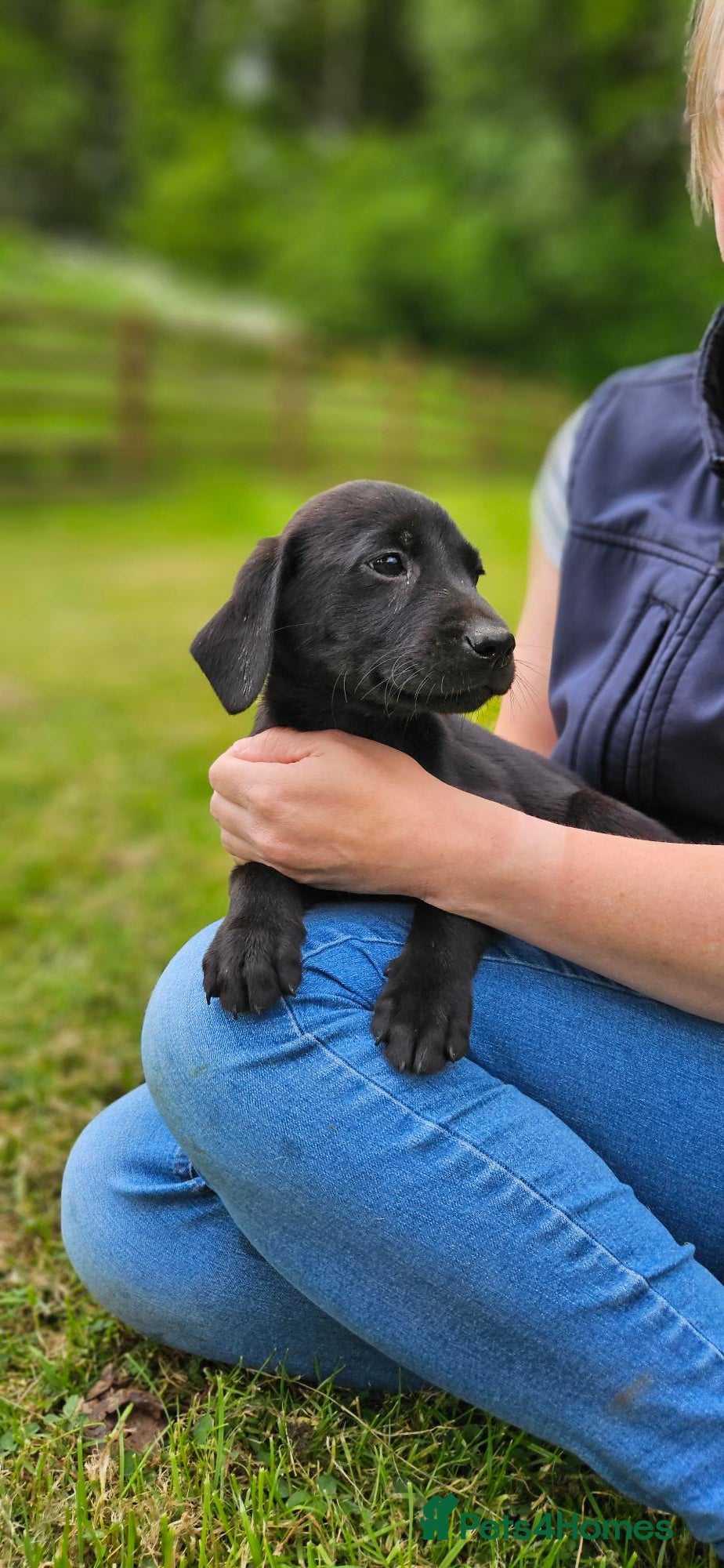 Labrador Retriever dogs Beautiful Labrador Puppies Available now - Advert 15