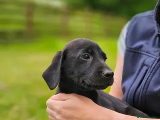 Labrador Retriever dogs Beautiful Labrador Puppies Available now - Advert 15