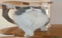 British Longhair cats for sale: Tica registered British Longhair Lady Rehome - Image 7