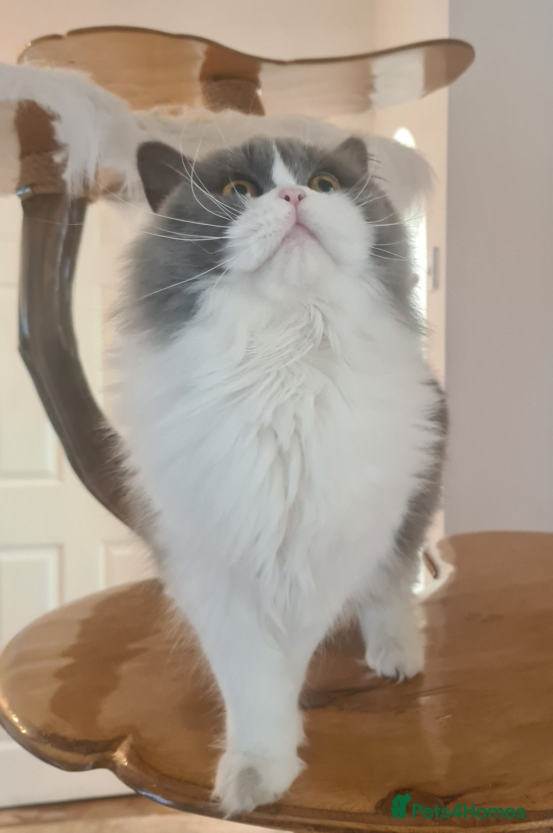 British Longhair cats for sale: Tica registered British Longhair Lady Rehome - Image 7