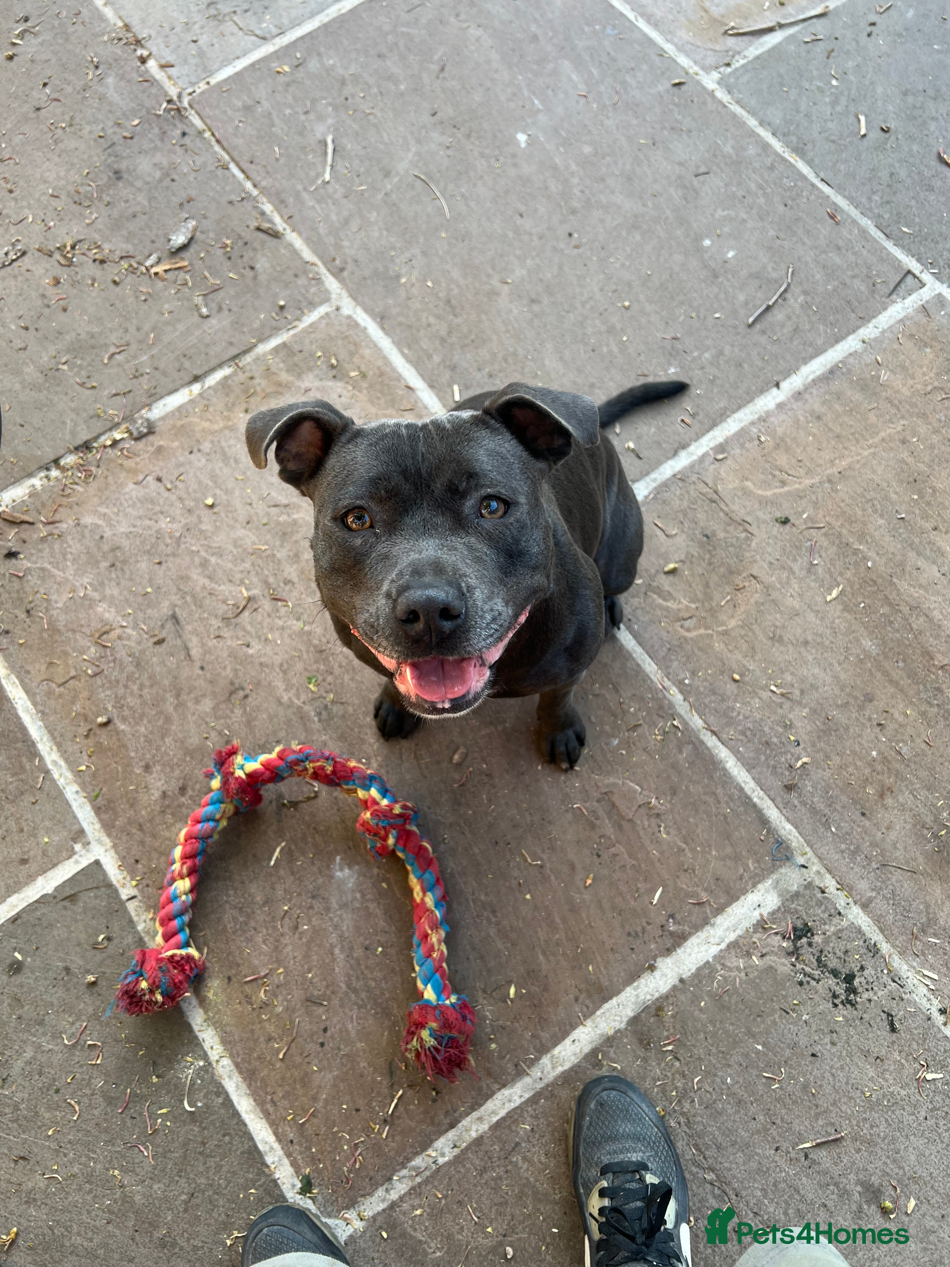 Staffordshire Bull Terrier dogs READY TO LEAVE AMAZING BLUE STAFFYS!!! - Advert 1