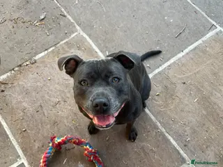 Staffordshire Bull Terrier dogs READY TO LEAVE AMAZING BLUE STAFFYS!!! - Advert 4