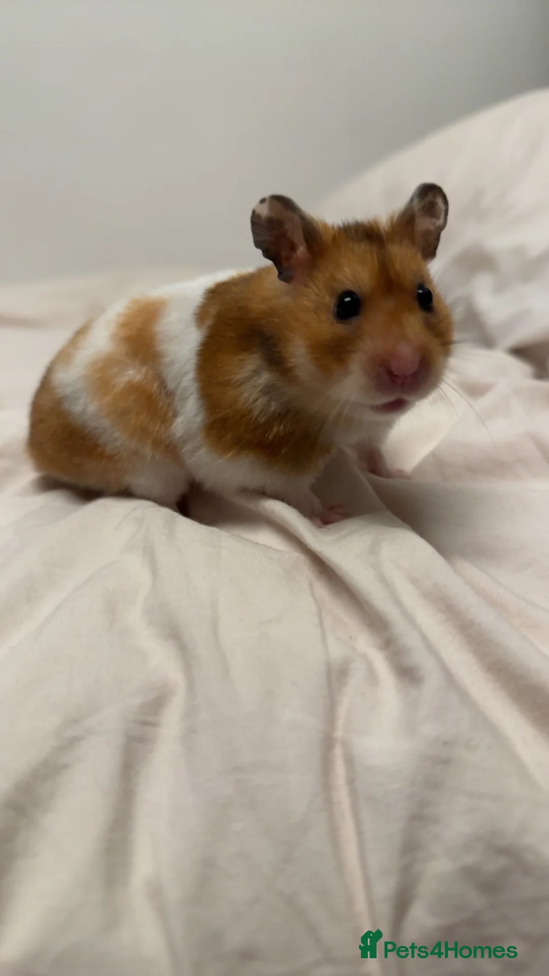 Hamster rodents for sale: Syrian Hamster - Advert 2