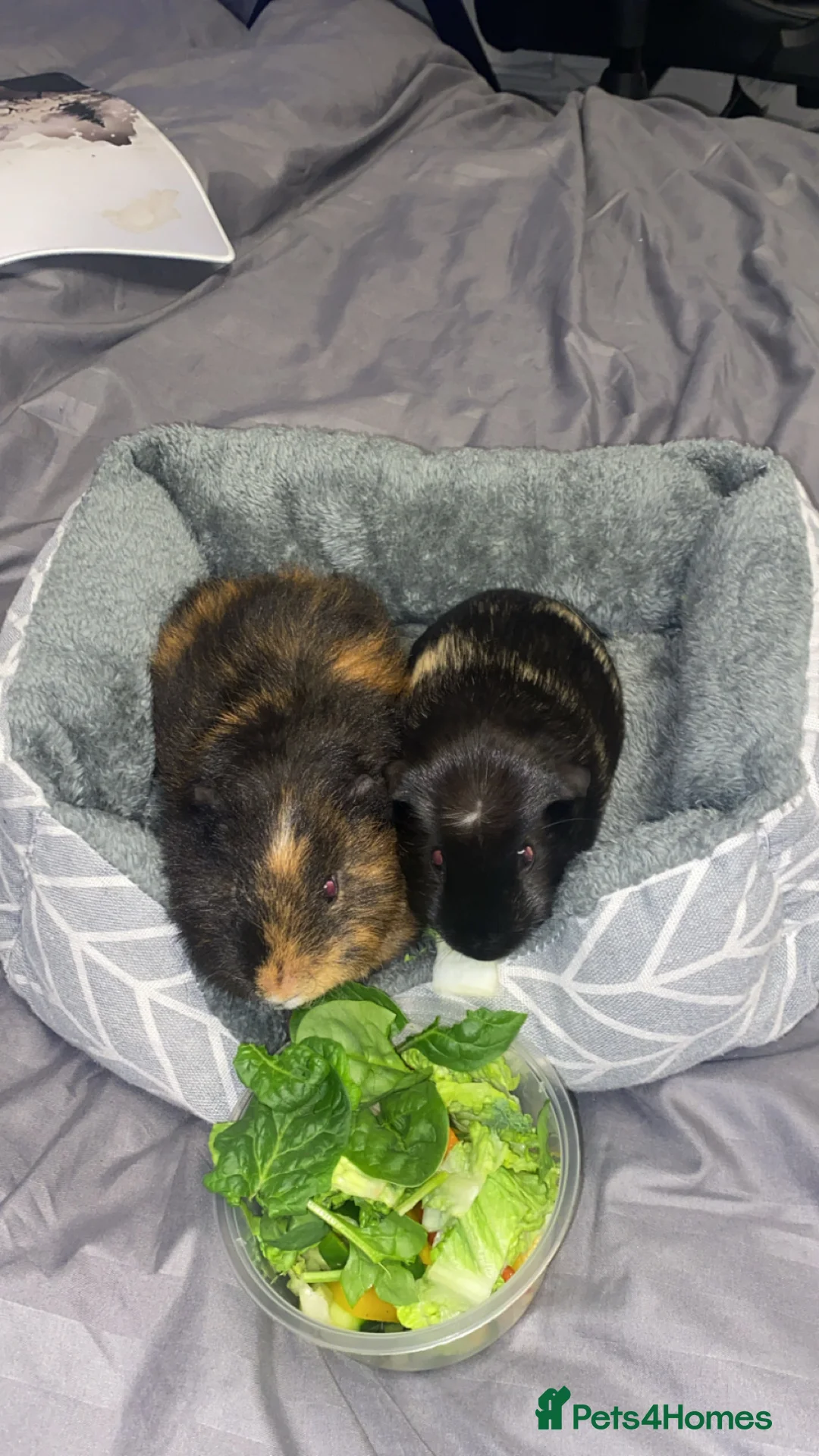 Guinea Pig rodents for sale: Two male guinea pigs in Salford - Advert 2