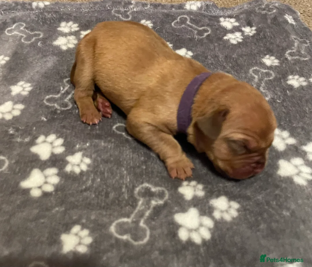 Dogue De Bordeaux dogs for sale: Dogue De Bordeaux Puppies in Durham - Advert 2