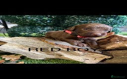 Cockapoo dogs for sale: F1 Cockapoo ( health tested parents) - Image 4