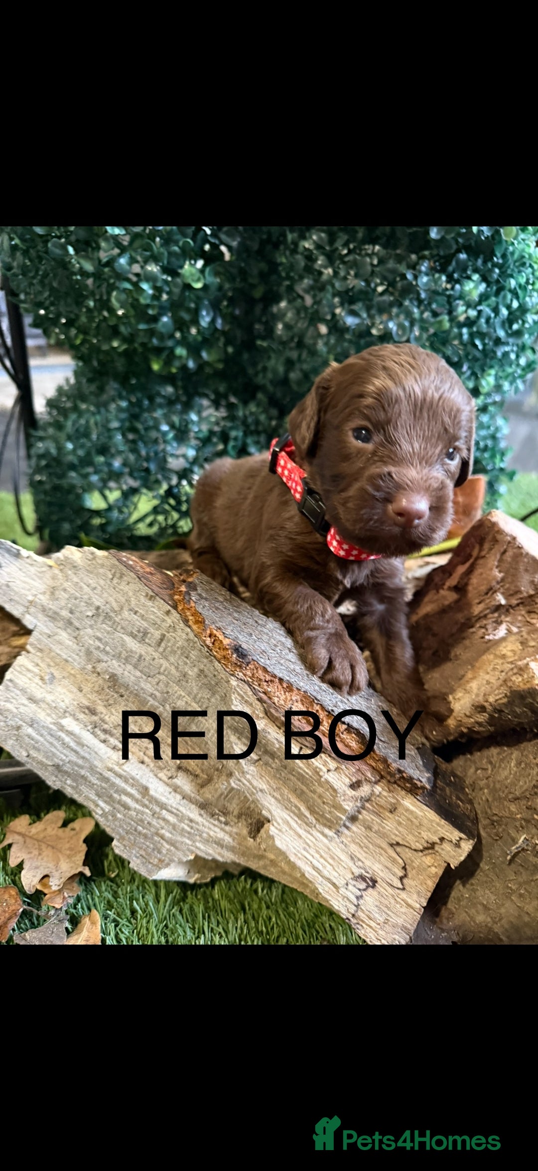 Cockapoo dogs for sale: F1 Cockapoo ( health tested parents) - Image 4