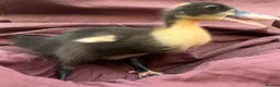 Ducks poultry for sale: 🦆🦆Ducklings for sale 🦆🦆 in Wigston - Advert 7